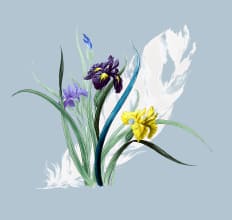 菖蒲-ブルーグレー