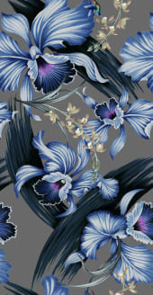 カトレア-グレー